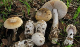 吃瓜爆料黑料蘑菇视频,蘑菇视频背后的黑料风云